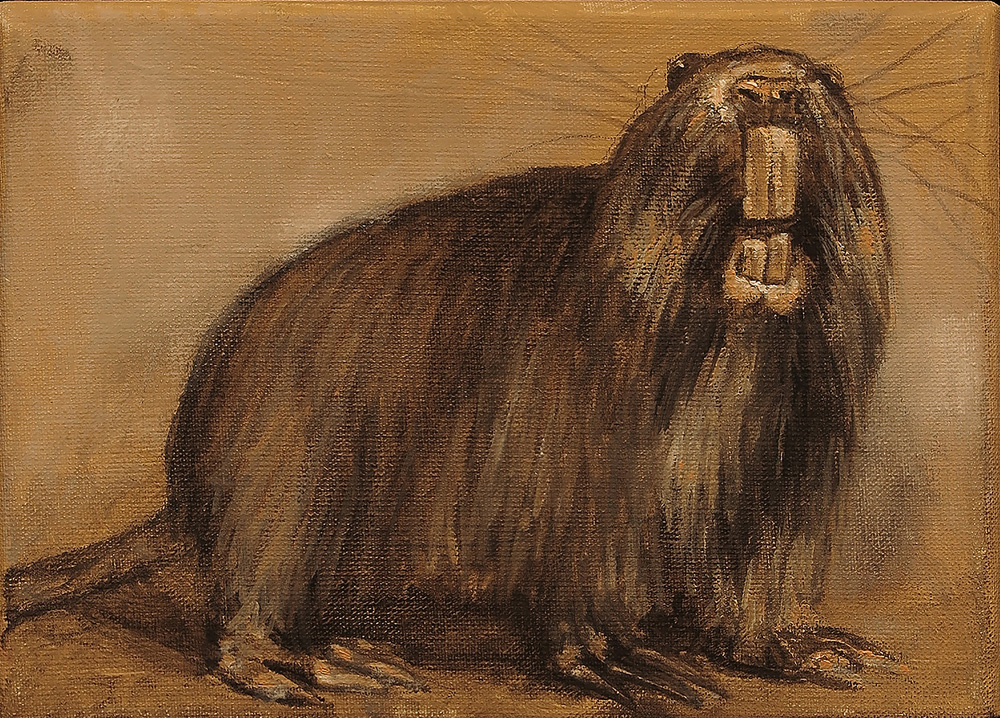 Hairy Beaver